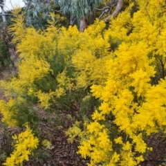 Acacia boormanii at Farrer, ACT - 17 Aug 2024 04:31 PM