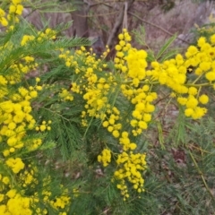 Acacia decurrens (Green Wattle) at Farrer, ACT - 17 Aug 2024 by Mike