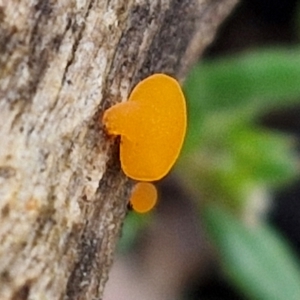 Heterotextus sp. at Kingsdale, NSW - 17 Aug 2024