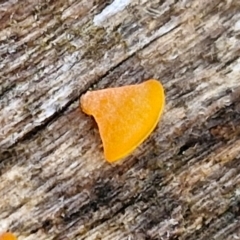 Heterotextus sp. at Kingsdale, NSW - 17 Aug 2024 10:37 AM