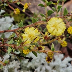 Acacia gunnii at Kingsdale, NSW - 17 Aug 2024