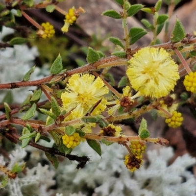 Acacia gunnii (Ploughshare Wattle) at Kingsdale, NSW - 17 Aug 2024 by trevorpreston