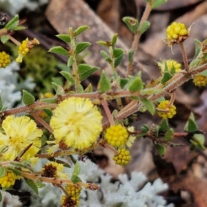 Acacia gunnii at Kingsdale, NSW - 17 Aug 2024