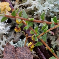 Acacia gunnii at Kingsdale, NSW - 17 Aug 2024