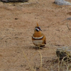 Geophaps plumifera (Spinifex Pigeon) at Burt Plain, NT - 28 Aug 2015 by MB