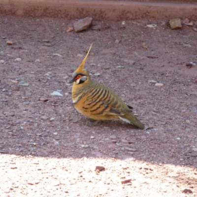 Geophaps plumifera (Spinifex Pigeon) at Mount Zeil, NT - 4 Sep 2015 by MB