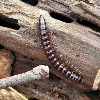 Paradoxosomatidae sp. (family) (Millipede) at Kingsdale, NSW - 17 Aug 2024 by trevorpreston