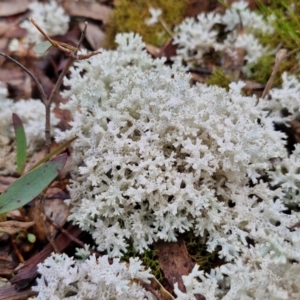 Cladia corallaizon at Kingsdale, NSW - 17 Aug 2024