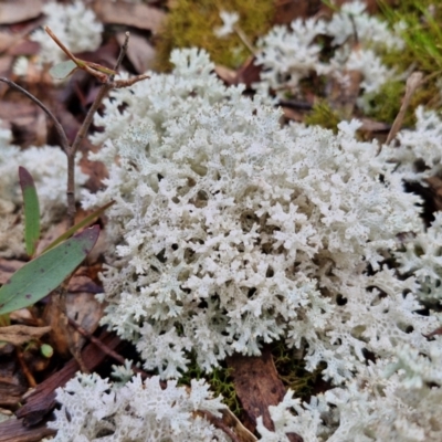 Cladia corallaizon at Kingsdale, NSW - 17 Aug 2024 by trevorpreston