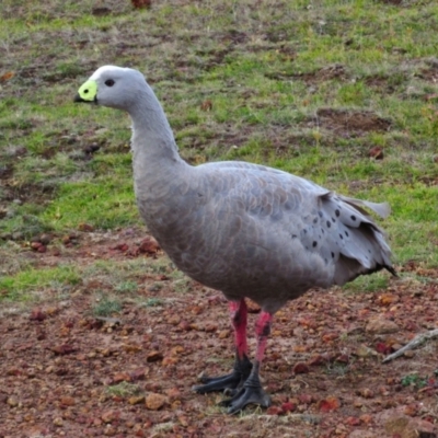 Cereopsis novaehollandiae (Cape Barren Goose) at Maria Island, TAS - 7 Mar 2015 by MB