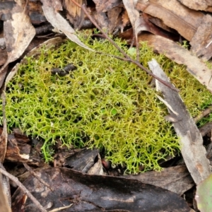 Cladia aggregata at Kingsdale, NSW - 17 Aug 2024