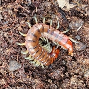 Cormocephalus aurantiipes at Kingsdale, NSW - 17 Aug 2024 10:32 AM