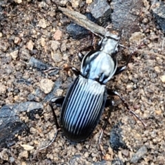 Pterostichini (tribe) (A Carabid beetle) at Kingsdale, NSW - 17 Aug 2024 by trevorpreston