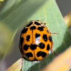 Harmonia conformis (Common Spotted Ladybird) at Belconnen, ACT - 17 Aug 2024 by Hejor1