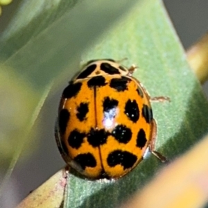 Harmonia conformis at Belconnen, ACT - 17 Aug 2024