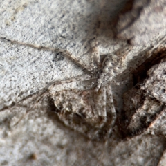 Tamopsis sp. (genus) (Two-tailed spider) at Nicholls, ACT - 17 Aug 2024 by Hejor1