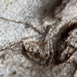 Tamopsis sp. (genus) at Nicholls, ACT - 17 Aug 2024