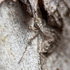 Tamopsis sp. (genus) at Nicholls, ACT - 17 Aug 2024