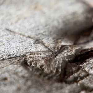 Tamopsis sp. (genus) at Nicholls, ACT - 17 Aug 2024