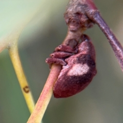 Gonipterus pulverulentus at Belconnen, ACT - 17 Aug 2024