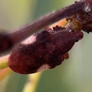 Gonipterus pulverulentus at Belconnen, ACT - 17 Aug 2024