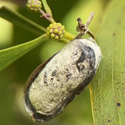 Lepidoptera unclassified IMMATURE moth at Belconnen, ACT - 17 Aug 2024 by Hejor1