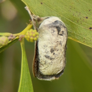 Lepidoptera unclassified IMMATURE moth at Belconnen, ACT - 17 Aug 2024