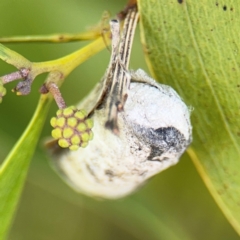 Lepidoptera unclassified IMMATURE moth at Belconnen, ACT - 17 Aug 2024