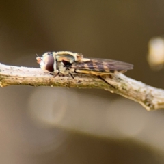 Simosyrphus grandicornis (Common hover fly) at Nicholls, ACT - 17 Aug 2024 by Hejor1