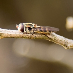 Simosyrphus grandicornis at Nicholls, ACT - 17 Aug 2024 03:19 PM