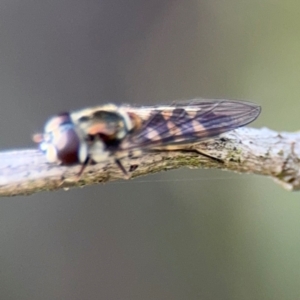 Simosyrphus grandicornis at Nicholls, ACT - 17 Aug 2024 03:19 PM