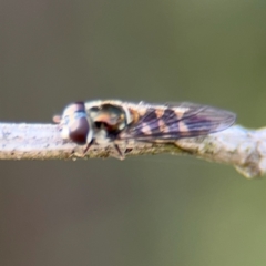 Simosyrphus grandicornis at Nicholls, ACT - 17 Aug 2024