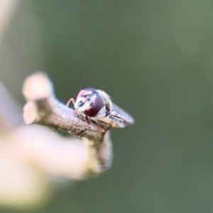 Simosyrphus grandicornis at Nicholls, ACT - 17 Aug 2024