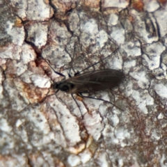 Sciaridae sp. (family) (Black fungus gnat) at Nicholls, ACT - 17 Aug 2024 by Hejor1