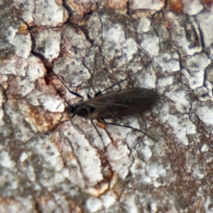 Sciaridae sp. (family) at Nicholls, ACT - 17 Aug 2024 03:31 PM