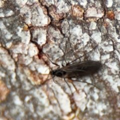 Sciaridae sp. (family) at Nicholls, ACT - 17 Aug 2024 03:31 PM