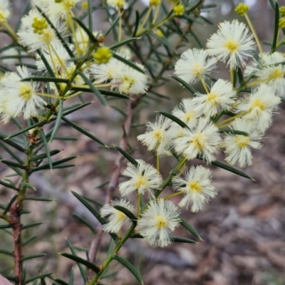 Acacia genistifolia (Early Wattle) at Kingsdale, NSW - 17 Aug 2024 by trevorpreston