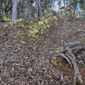 Acacia genistifolia at Kingsdale, NSW - 17 Aug 2024