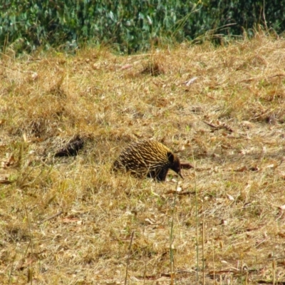 Tachyglossus aculeatus (Short-beaked Echidna) at Tabilk, VIC - 19 Feb 2015 by MB