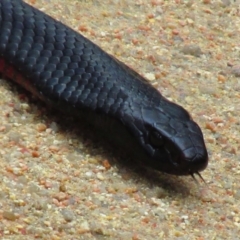 Pseudechis porphyriacus (Red-bellied Black Snake) at Mallacoota, VIC - 25 Jan 2015 by MB