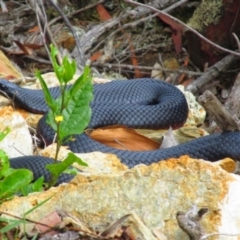 Pseudechis porphyriacus (Red-bellied Black Snake) at Mallacoota, VIC - 26 Jan 2015 by MB