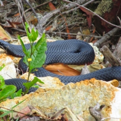 Pseudechis porphyriacus (Red-bellied Black Snake) at Mallacoota, VIC - 26 Jan 2015 by MB