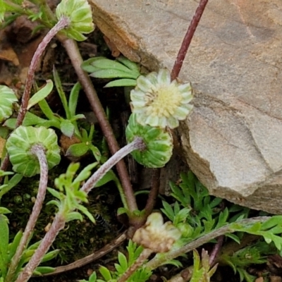 Cotula australis (Common Cotula, Carrot Weed) at Kingsdale, NSW - 17 Aug 2024 by trevorpreston