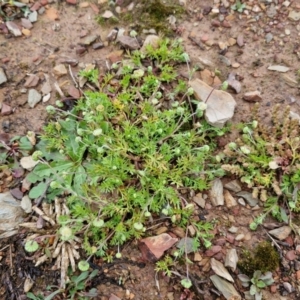 Cotula australis at Kingsdale, NSW - 17 Aug 2024 10:28 AM