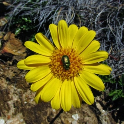 Scapisenecio pectinatus var. major (Alpine Groundsel) at Geehi, NSW - 18 Jan 2015 by MB