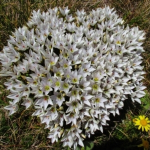 Gentianella muelleriana subsp. alpestris at Geehi, NSW - 18 Jan 2015