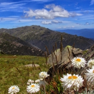 Leucochrysum alpinum at Geehi, NSW - 18 Jan 2015