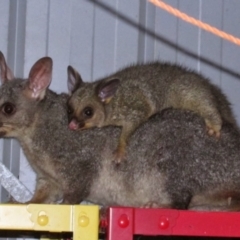 Trichosurus vulpecula (Common Brushtail Possum) at Richardson, ACT - 8 Sep 2014 by MB