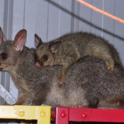 Trichosurus vulpecula (Common Brushtail Possum) at Richardson, ACT - 9 Sep 2014 by MB