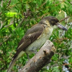 Cracticus torquatus (Grey Butcherbird) at Richardson, ACT - 9 Apr 2014 by MB